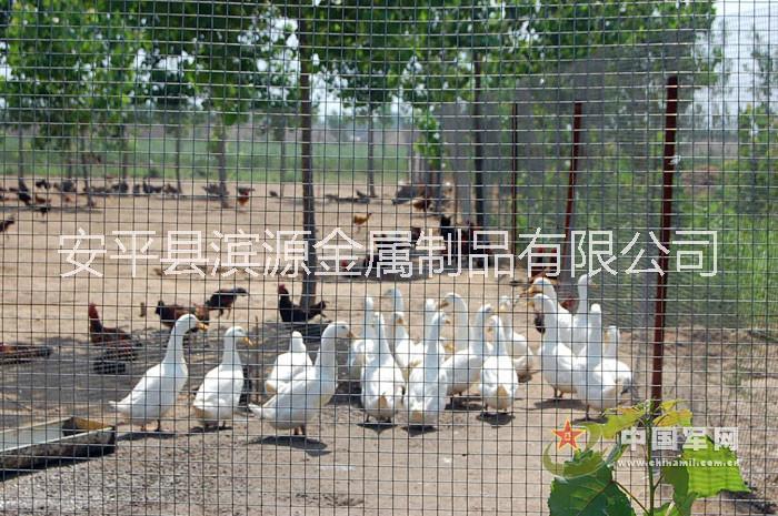 養(yǎng)殖網(wǎng)圖片/養(yǎng)殖網(wǎng)樣板圖 (4)
