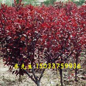 紫葉李、榆葉梅、紫葉矮櫻、 紅葉碧桃、木槿 紫葉李、榆葉梅、紫葉矮櫻、碧桃