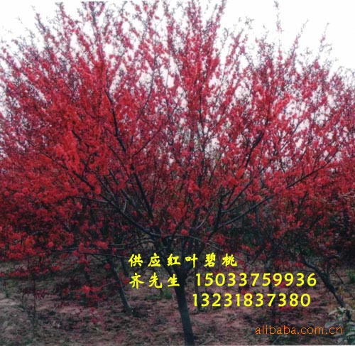 紫葉矮櫻圖片/紫葉矮櫻樣板圖 (4)