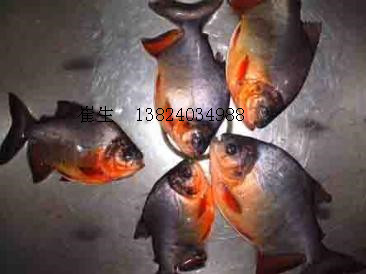 淡水白鯧魚(yú)苗圖片/淡水白鯧魚(yú)苗樣板圖 (2)