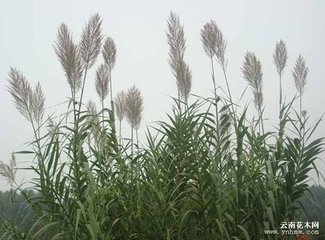 芦根保健饮品