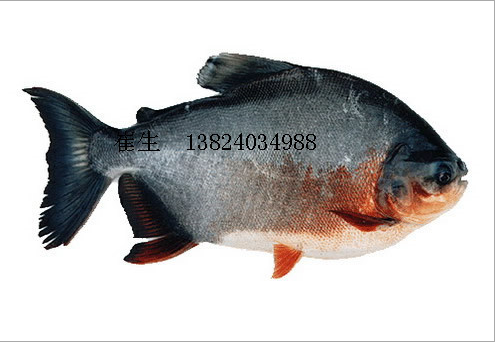 淡水白鯧魚(yú)苗圖片/淡水白鯧魚(yú)苗樣板圖 (4)