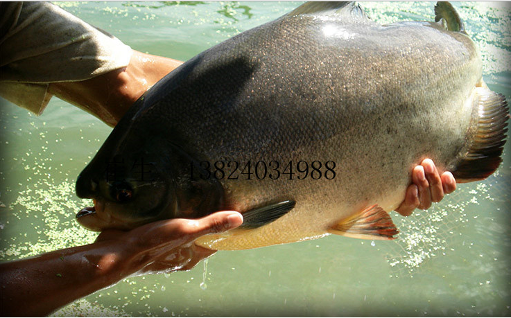 淡水白鯧魚(yú)苗圖片/淡水白鯧魚(yú)苗樣板圖 (1)