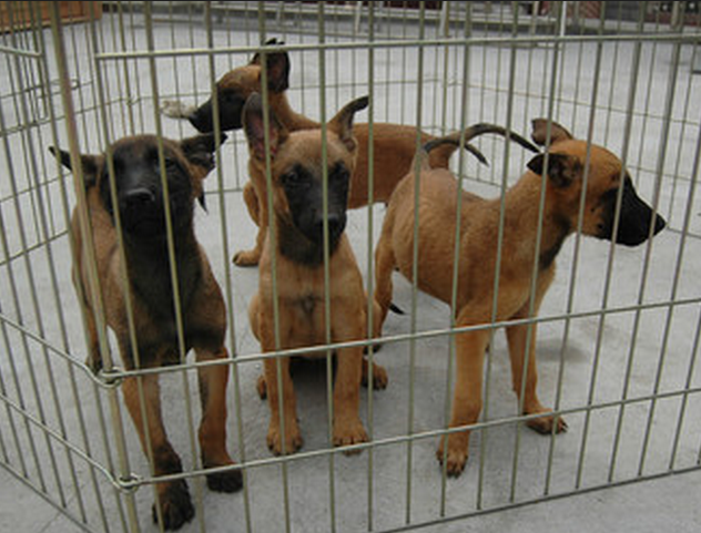 純種小馬犬哪里有賣
