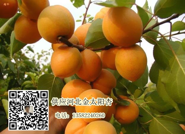 大量供應河北保定金太陽杏圖片