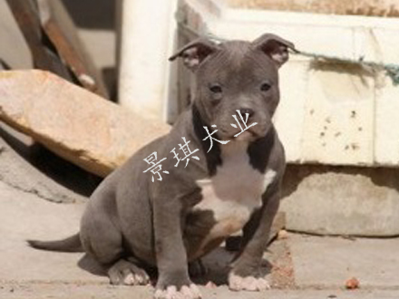 純種比特犬圖片/純種比特犬樣板圖 (2)