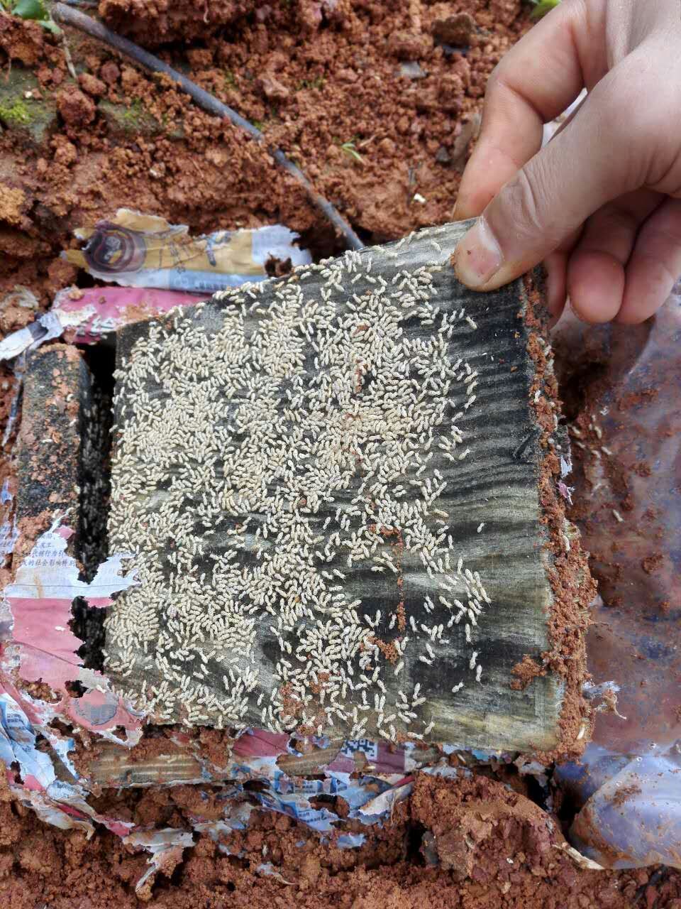 滅白蟻圖片/滅白蟻樣板圖 (4)