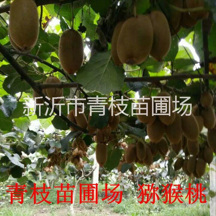 獼猴桃苗圖片/獼猴桃苗樣板圖 (1)