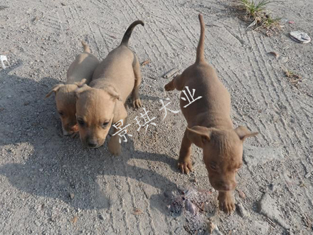 比特犬圖片/比特犬樣板圖 (2)