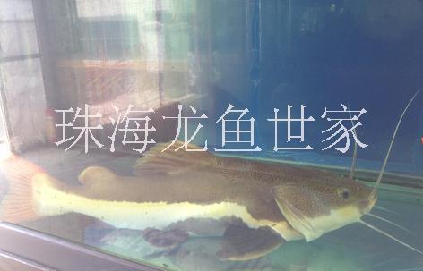 珠海珊瑚魚缸定做 海鮮池定做 批發(fā)零售玻璃魚缸