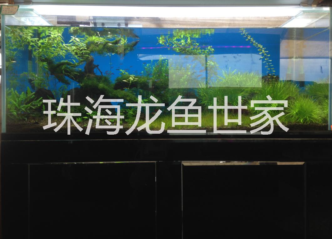 珠海亞克力魚缸批發(fā)零售圖片/珠海亞克力魚缸批發(fā)零售樣板圖 (4)