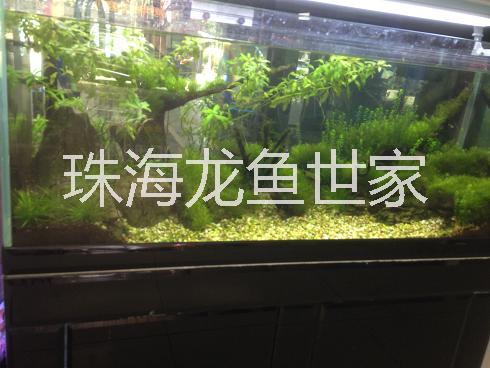 超白玻璃魚缸圖片/超白玻璃魚缸樣板圖 (2)