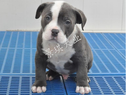 貴州比特犬繁殖基地圖片