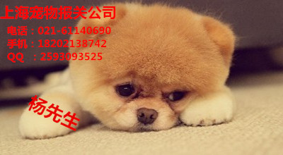 上海寵物報(bào)關(guān)公司上海機(jī)場寵物報(bào)關(guān) 寵物貓/狗入境上海報(bào)關(guān)報(bào)檢方法
