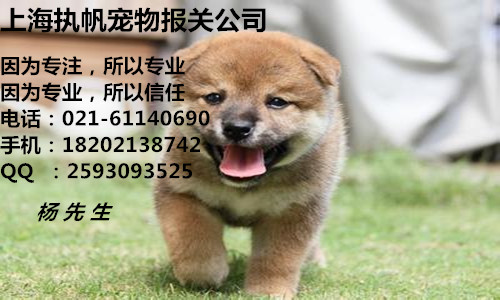 中國上海大小寵物報關報檢攻略圖片