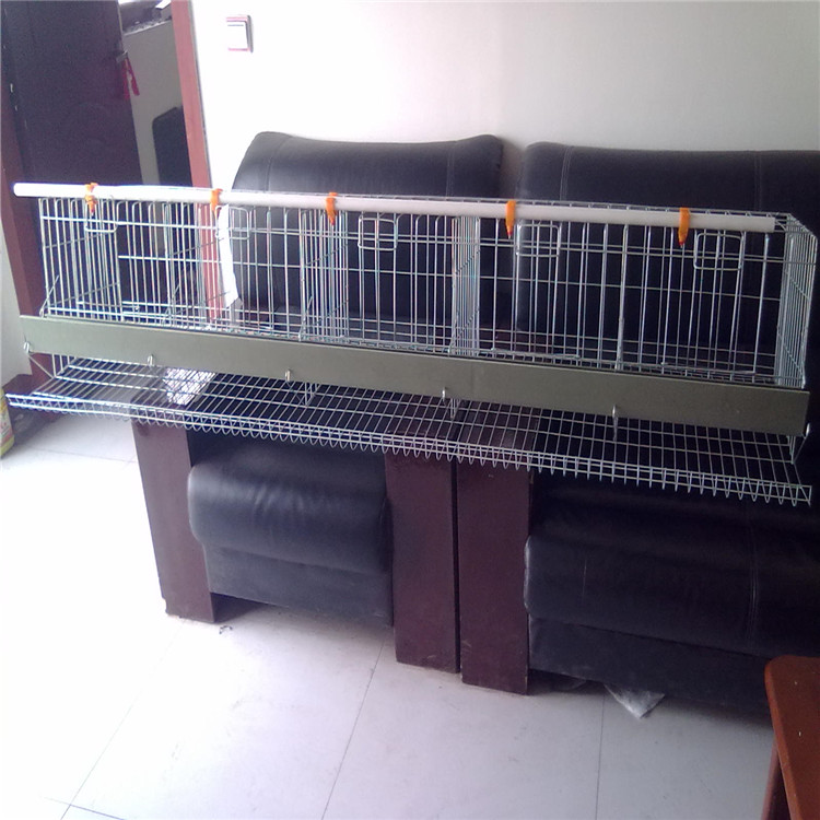 育雛雞籠圖片/育雛雞籠樣板圖 (2)