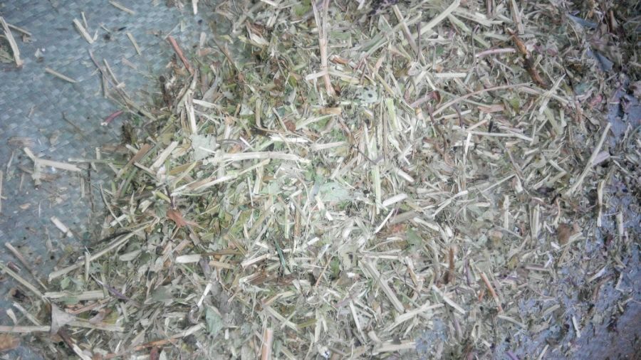花生秧圖片/花生秧樣板圖 (3)