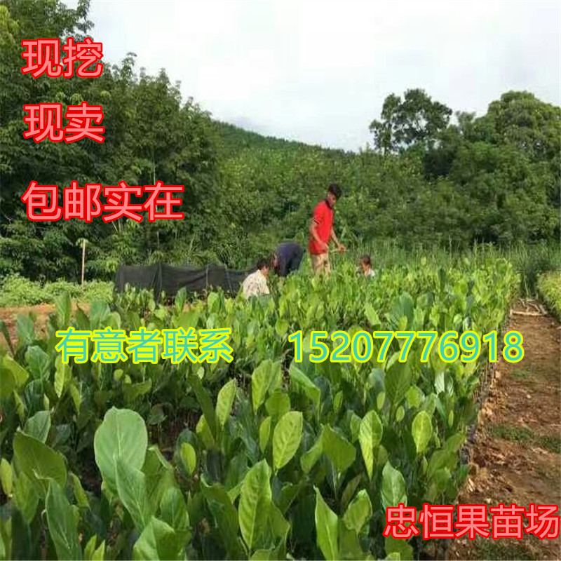 马来西亚一号菠萝蜜树苗价格 马来西亚一号菠萝蜜树苗报价 品种优良