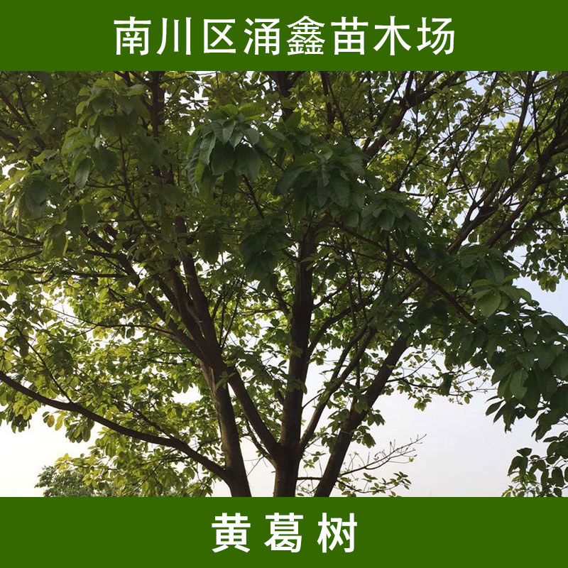 黃葛樹圖片/黃葛樹樣板圖 (4)