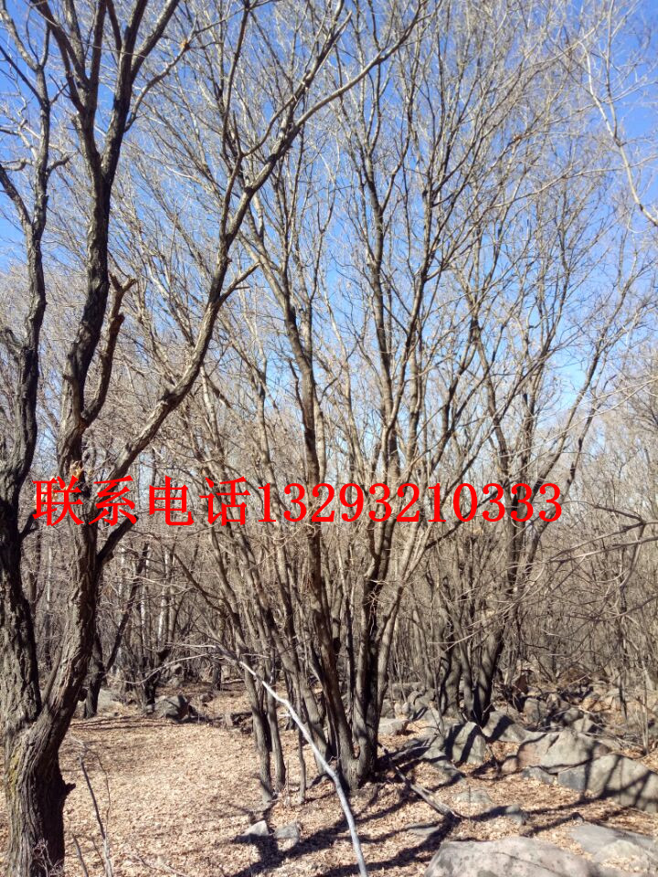 河北蒙古櫟批發(fā) 河北蒙古櫟苗木基地 河北蒙古櫟訂購