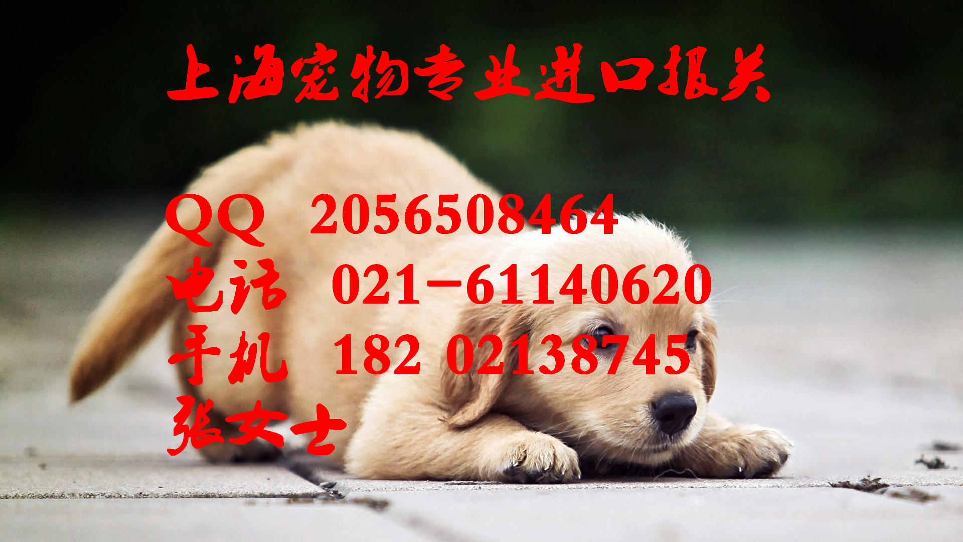 入境貓狗寵物隔離須知17圖片/入境貓狗寵物隔離須知17樣板圖 (4)