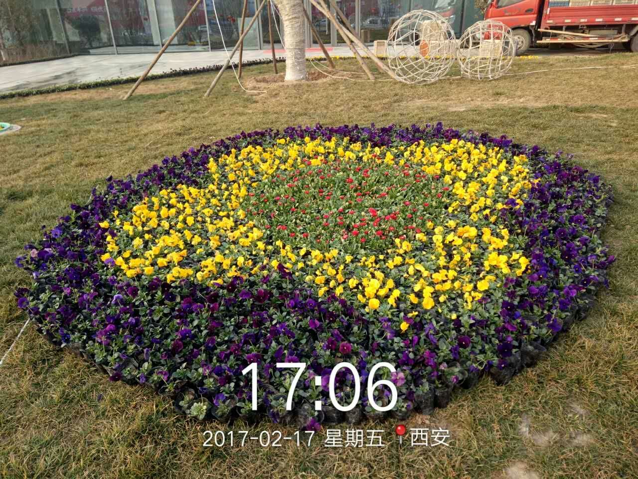 西安廣場(chǎng)花壇草花出售圖片/西安廣場(chǎng)花壇草花出售樣板圖 (3)