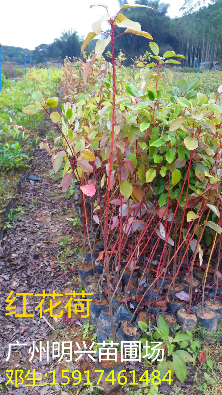 廣州紅花荷80公分批發(fā)廣州龍洞明興苗圃場苗木批發(fā)紅花荷批發(fā)廣州龍洞紅花荷龍洞苗木苗圃場