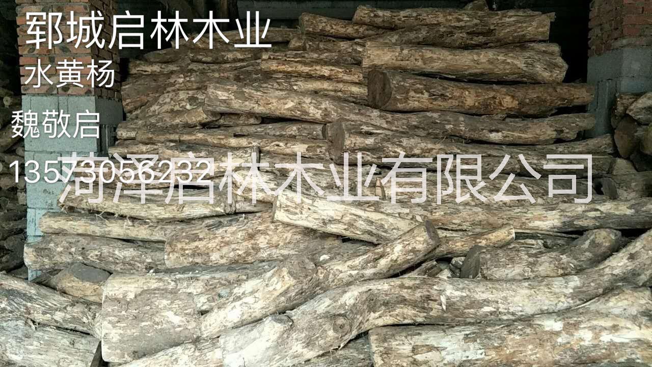 大徑黃楊木圖片/大徑黃楊木樣板圖 (2)