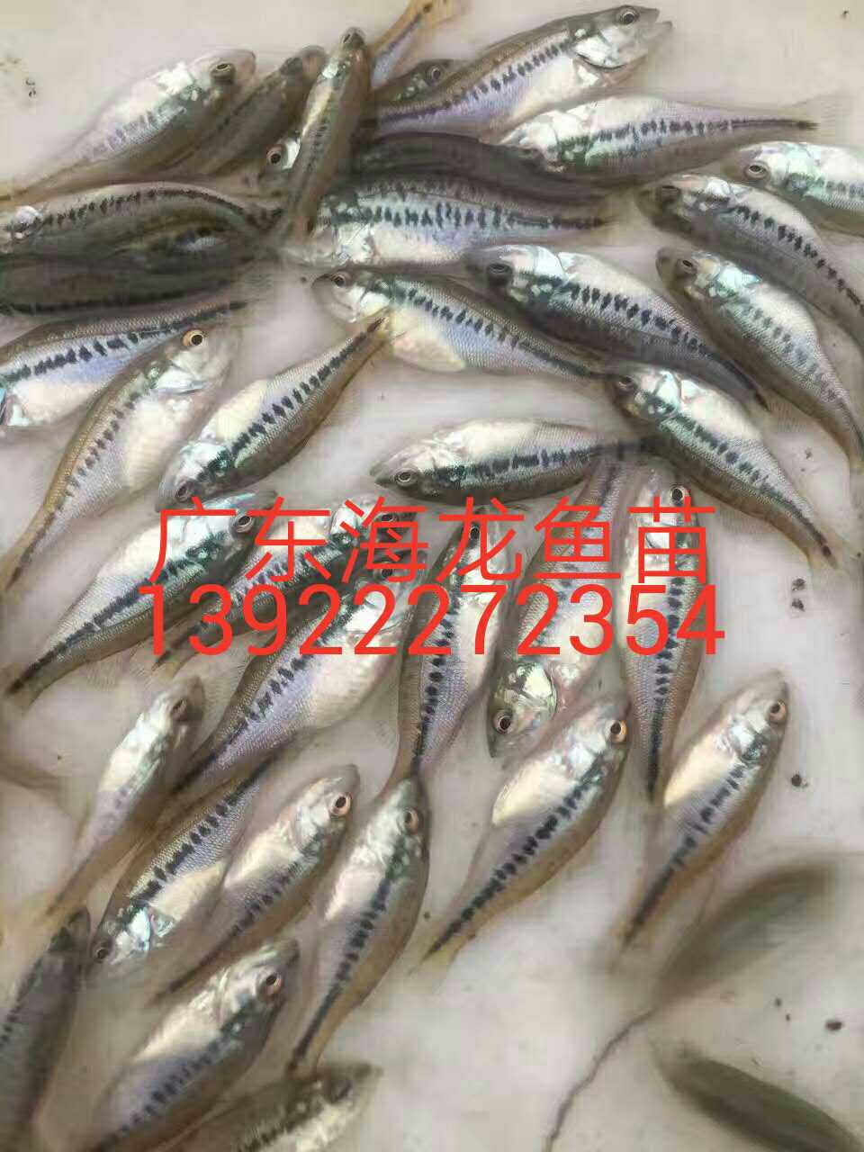 加州鱸魚(yú)圖片/加州鱸魚(yú)樣板圖 (4)