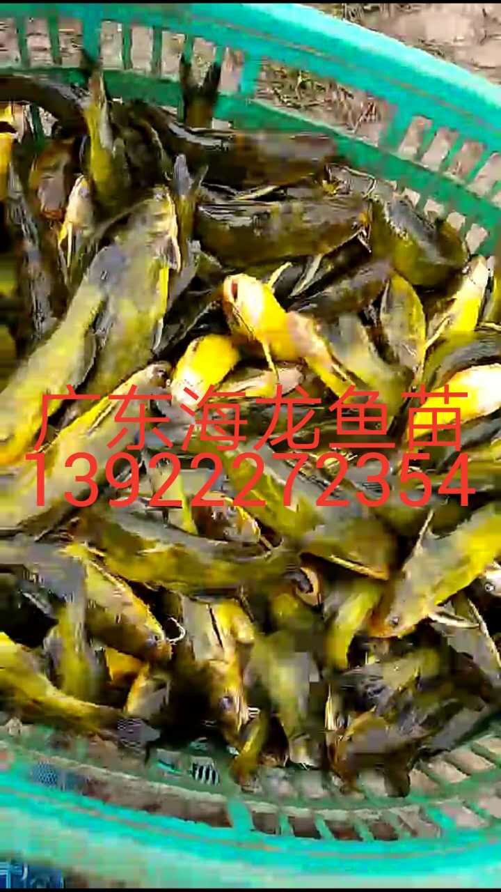 黃顙魚圖片/黃顙魚樣板圖 (4)