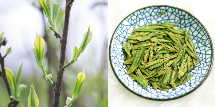 富阳茶叶种植基地