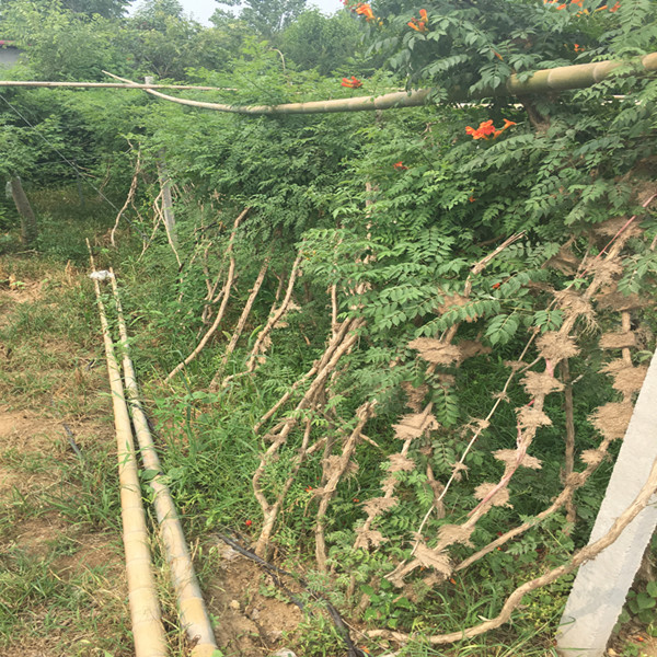 凌霄圖片/凌霄樣板圖 (1)