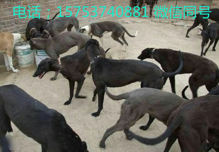 出售上场格惠和惠比特灵缇格力犬图片