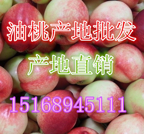 供應(yīng)油桃批發(fā) 大棚油桃價(jià)格圖片
