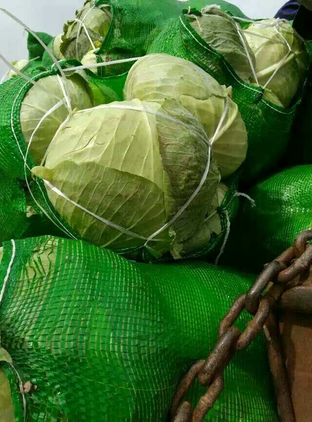 嘉魚(yú)包菜基地 咸寧包菜供應(yīng)基地