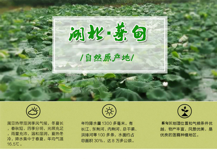 蔡甸蓮藕巨無(wú)霸藕種圖片