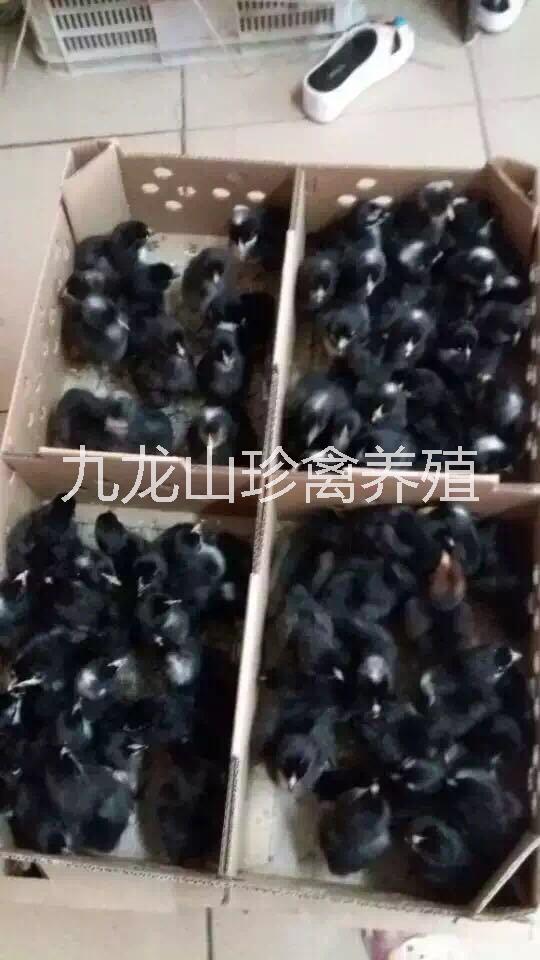 蘆花雞苗圖片/蘆花雞苗樣板圖 (4)