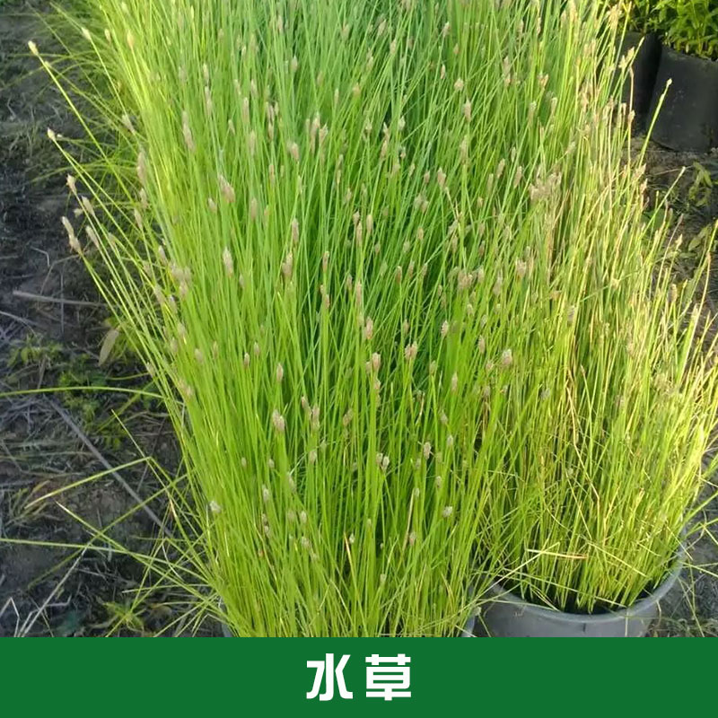 大量供應(yīng)水草草花水生植物批發(fā) 水草植物基地批發(fā)報(bào)價(jià)
