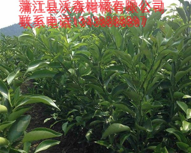 蒲江大雅柑1號柑橘苗 歡迎*大雅柑容器苗