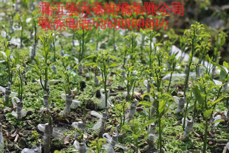 大雅圖片/大雅樣板圖 (3)