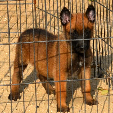 馬犬價(jià)格 馬犬圖片