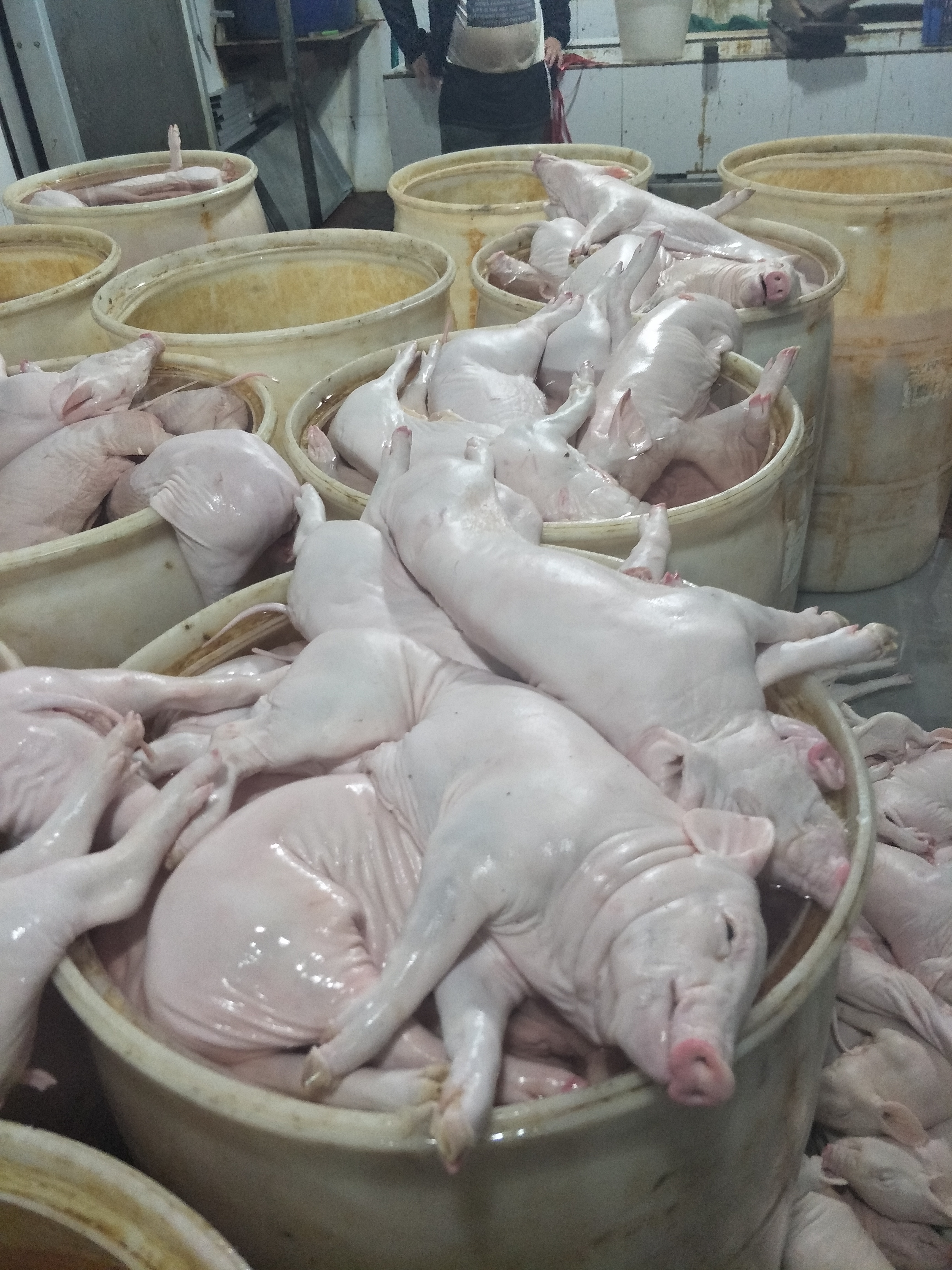 新鮮乳豬批發(fā)圖片/新鮮乳豬批發(fā)樣板圖 (4)