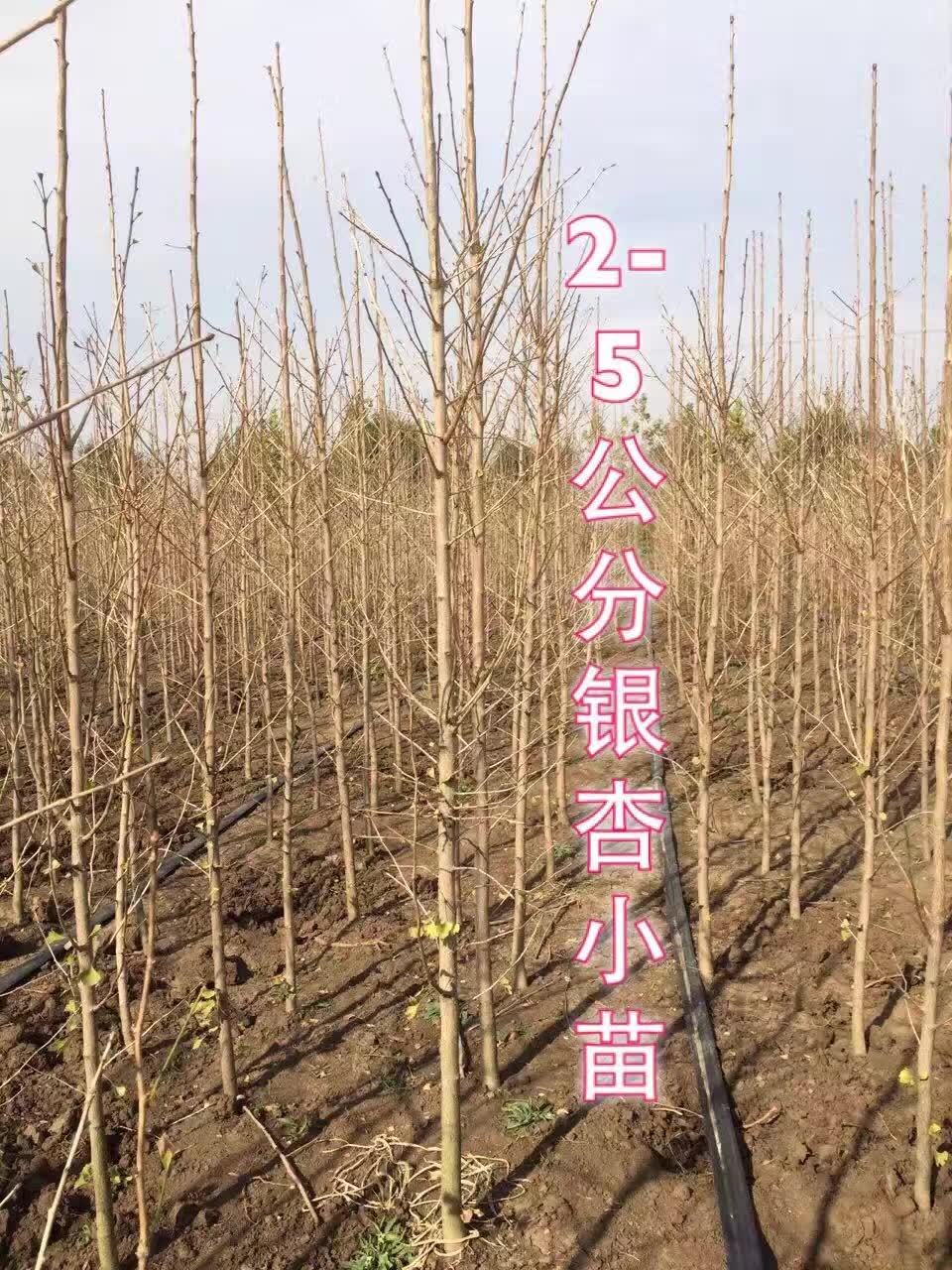 銀杏圖片/銀杏樣板圖 (4)