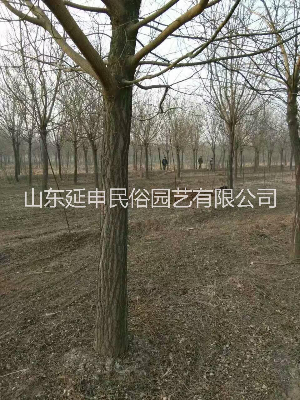 國槐樹圖片/國槐樹樣板圖 (4)