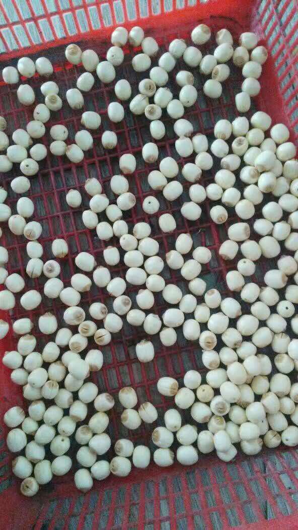 湖南香甜蓮子禮盒裝報價，湖南蓮子禮盒裝價格，蓮子禮盒裝供貨商