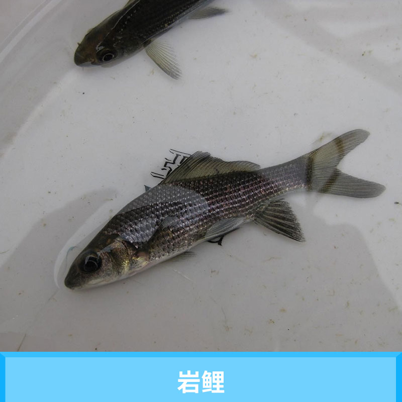 巖鯉圖片/巖鯉樣板圖 (3)