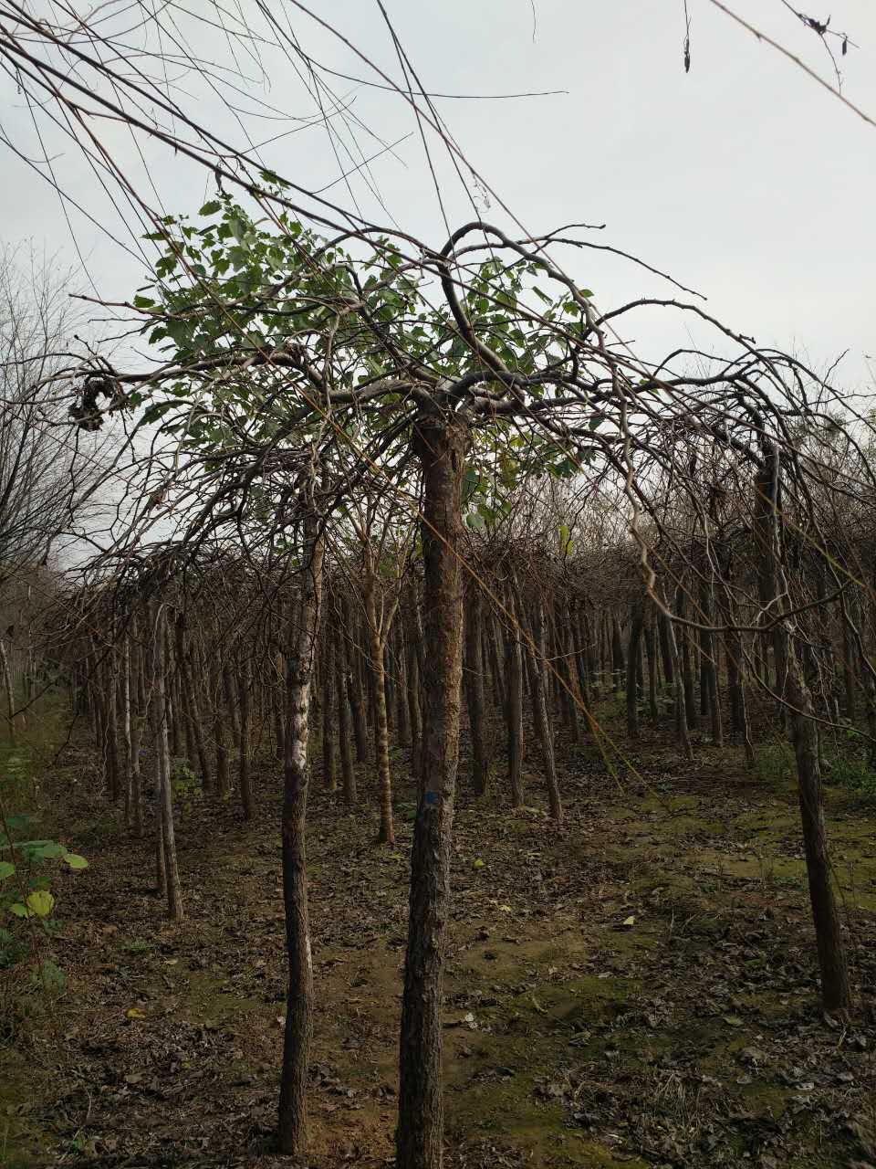 保定市大叶垂榆厂家大叶垂榆种植基地/报价/批发/多少钱一棵