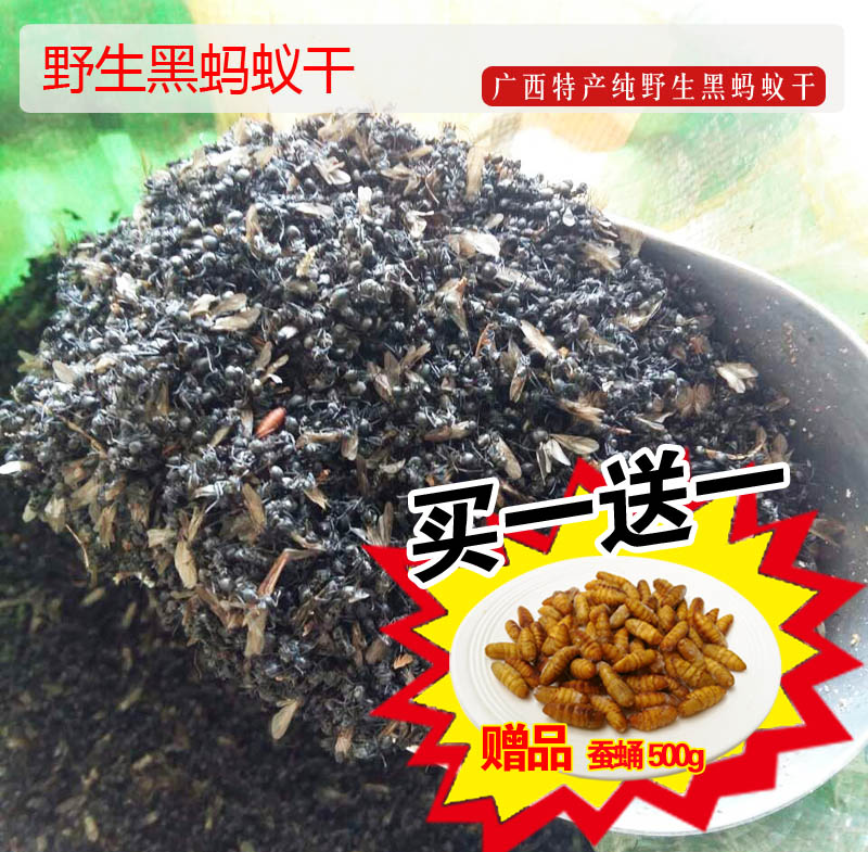 食用黑蚂蚁 高营养零添加剂泡酒专用野生黑蚂蚁干拟黑多刺蚁买一送一图片