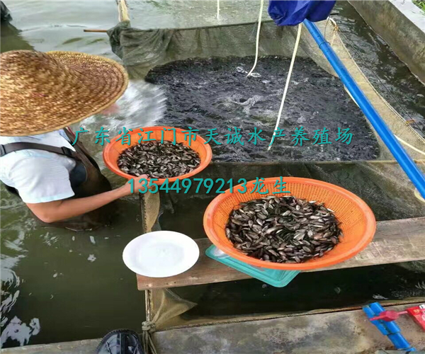 羅非魚苗圖片/羅非魚苗樣板圖 (3)
