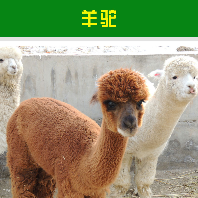 羊駝多少錢一只圖片/羊駝多少錢一只樣板圖 (3)
